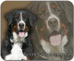 Mousepad Berner Sennenhund